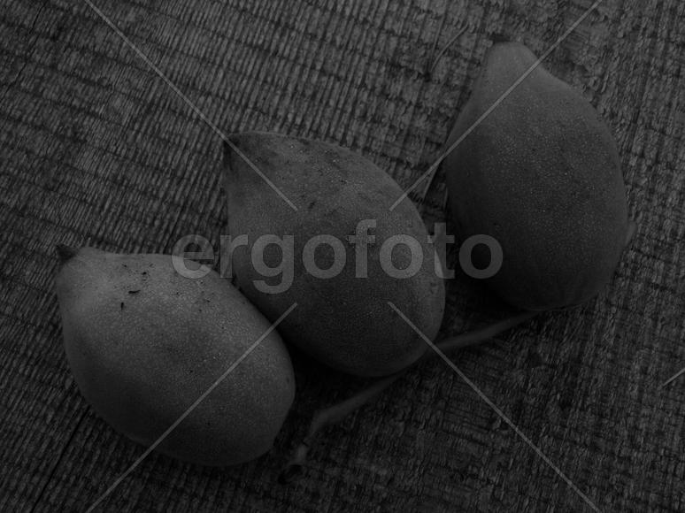 Маньчжурский орех в черно-белом изображении