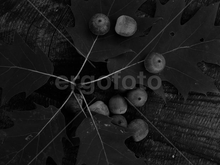 Желуди дуба в черно белом изображении