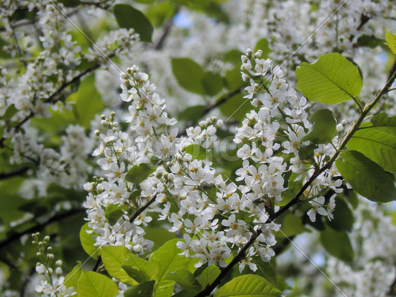 Цветущие ветки черемухи