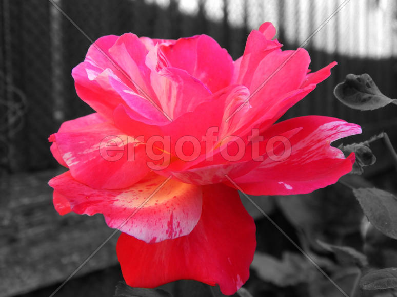 Розы шиповника на черно-белом фоне