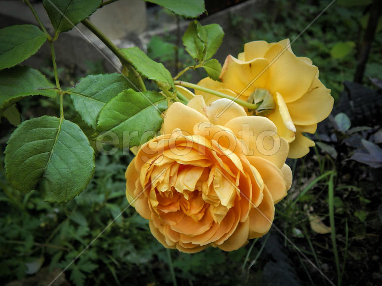 Желтые цветы шиповника