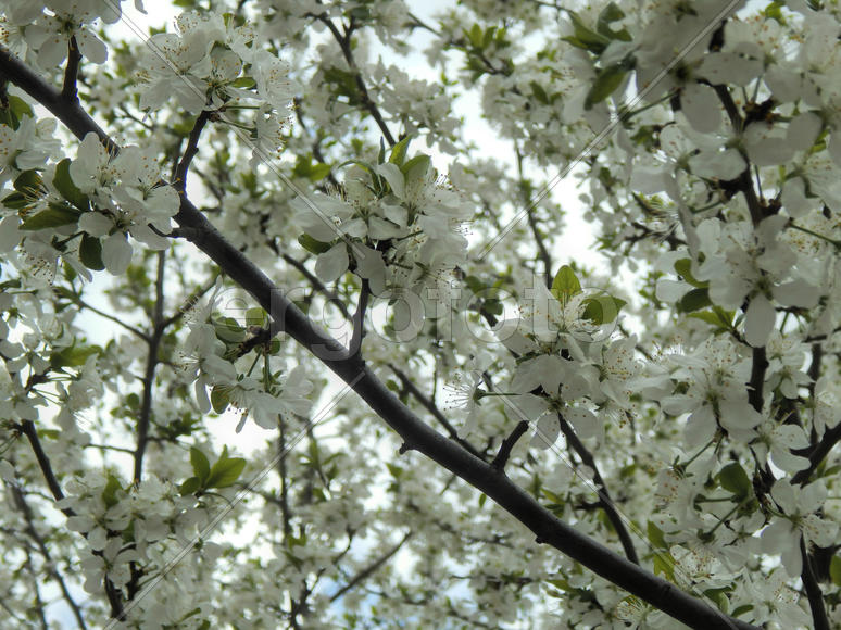 Цветущая вишня