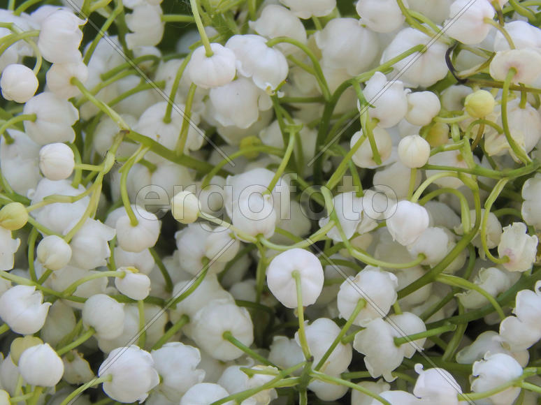 Цветы ландышей крупным планом