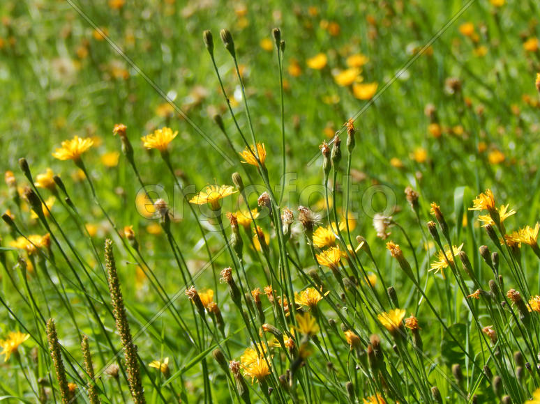 Желтые луговые цветы