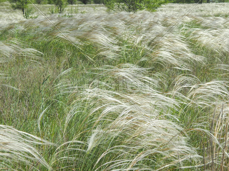 Цветущий ковыль на лугу 