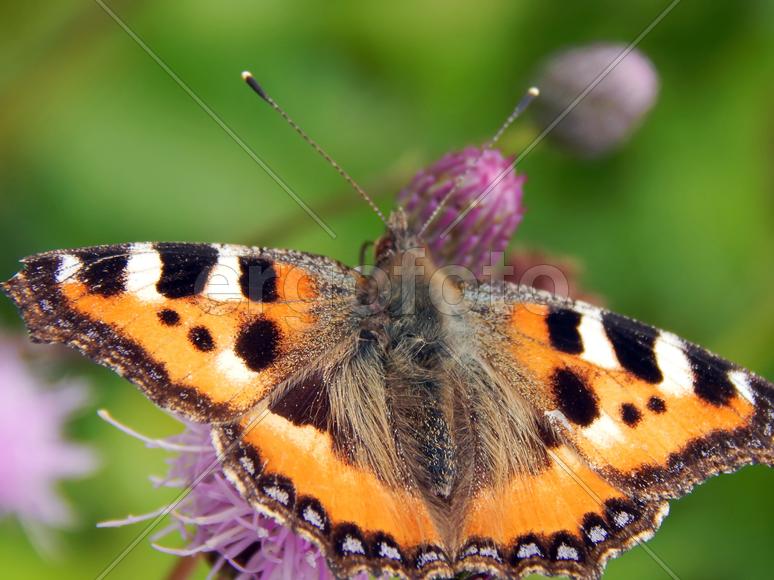 Бабочка махаон на луговых цветах