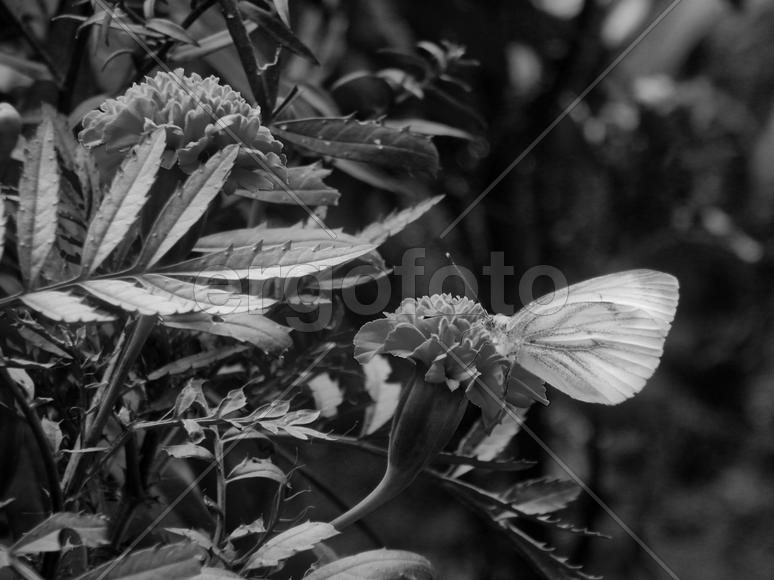 Бабочка на цветах в черно-белом стиле