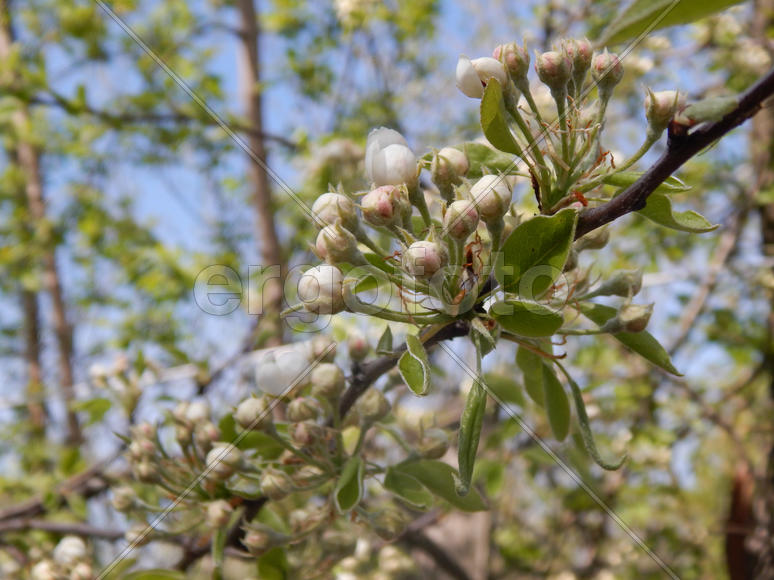 Весенние цветы дикой груши