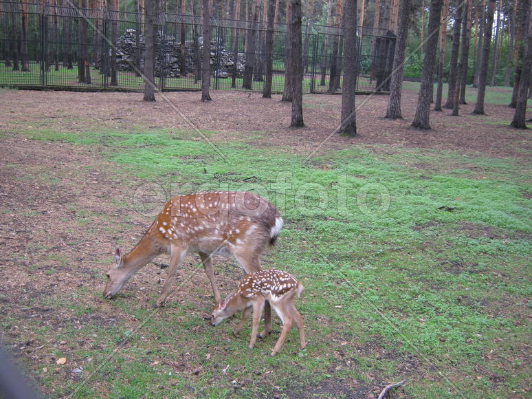 Пятнистый олень