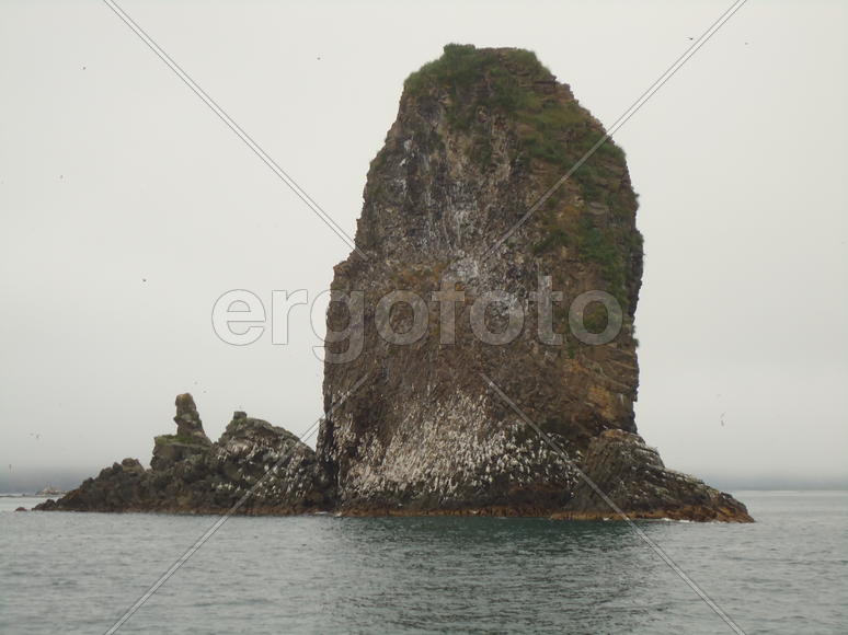 Остров чаек