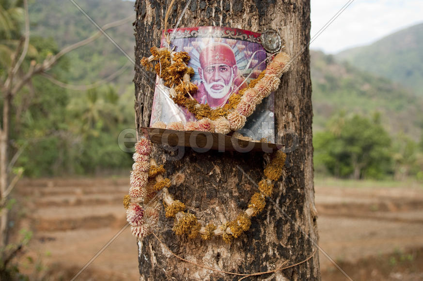 The image of Sai Baba of shear on the tree in Indian village