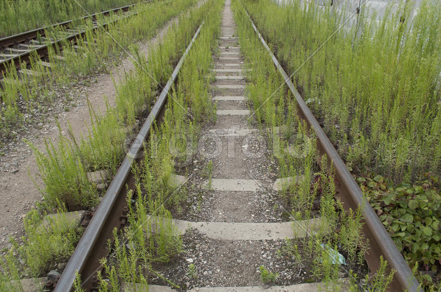 Railroad overgrown grass