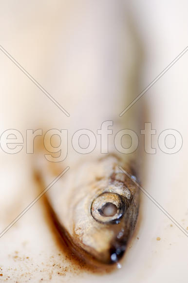 Head spicy salted sprats in watercolor