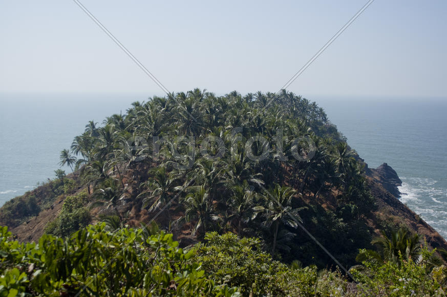 A grove of palm trees on the beach in the state of Goa