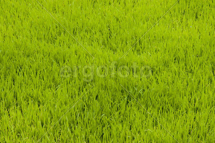 Plots of land planted with rice