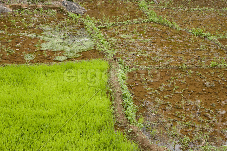 Plots of land planted with rice