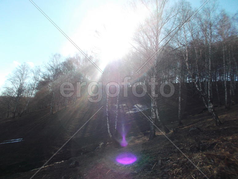 Солнце и лес