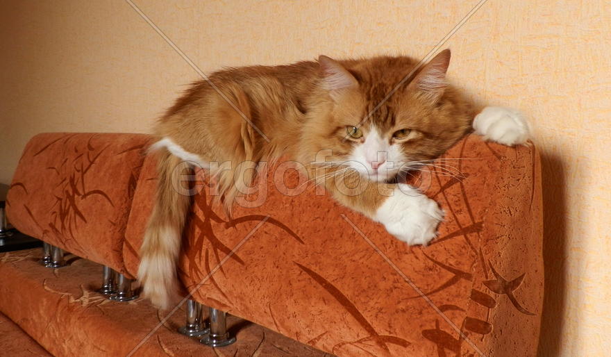 Кот лежит на спинке дивана.