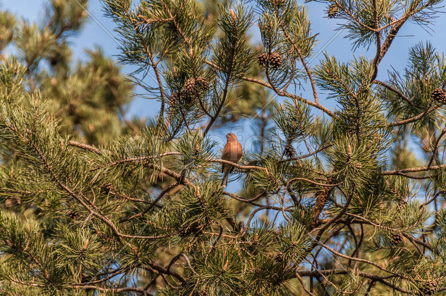 Зяблик на ветке