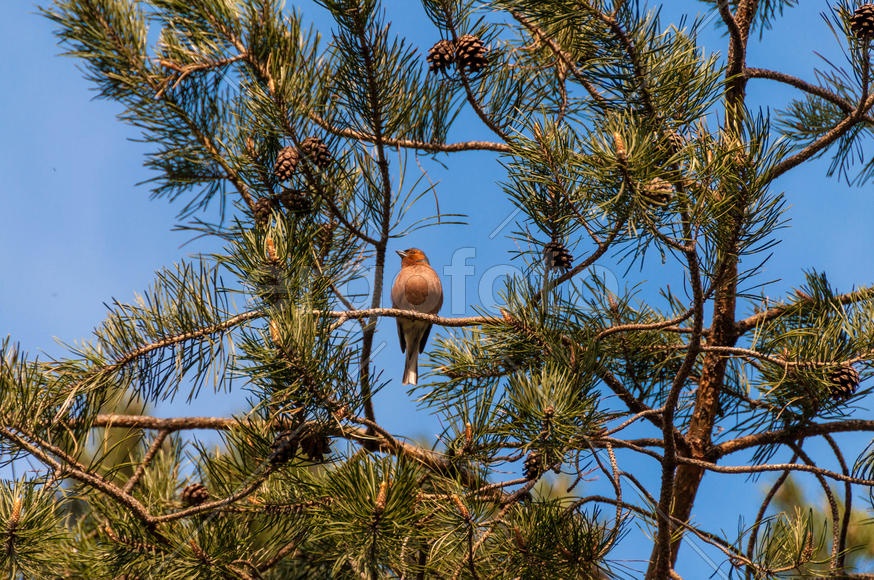 Птичка Зяблик