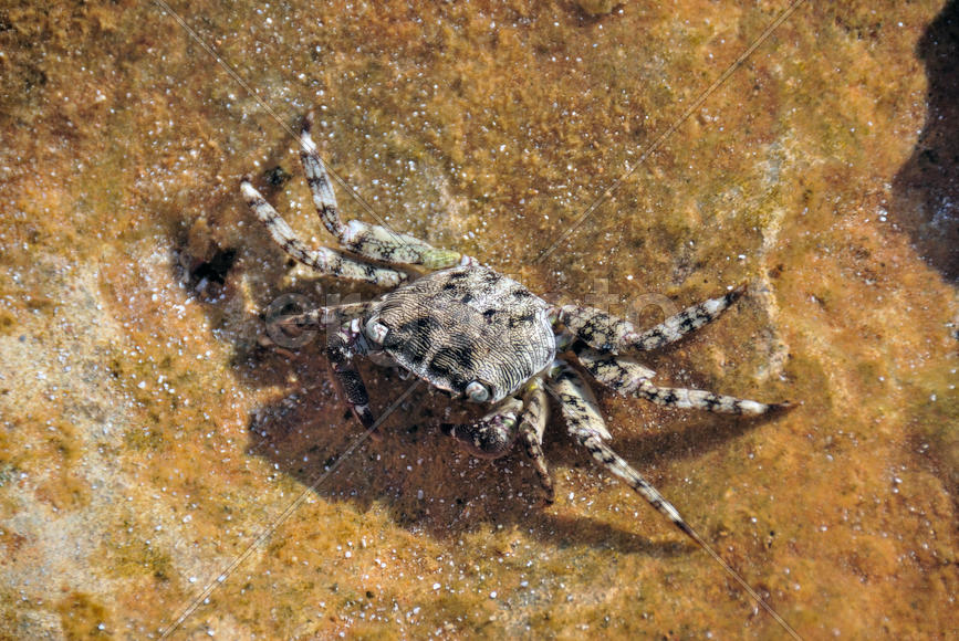 Крабы Кипра