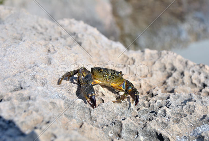 Средиземноморский краб