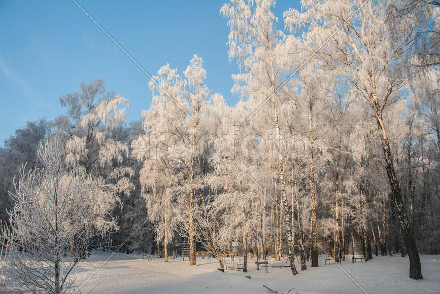 Заснеженный лес