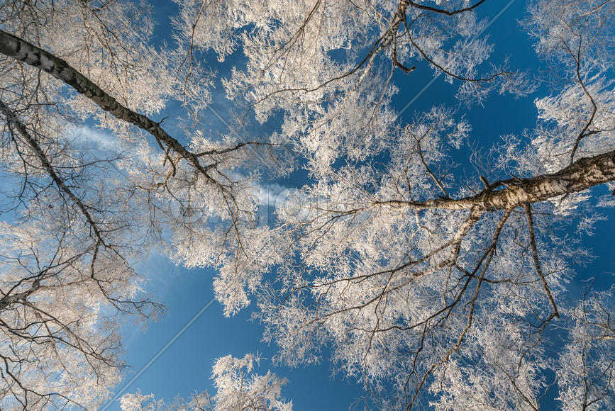 Березы в снегу