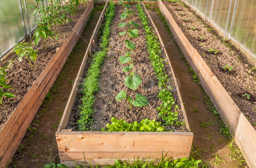 Парник с рассадой