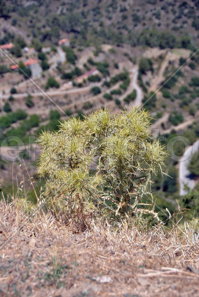 Горные растения Кипра