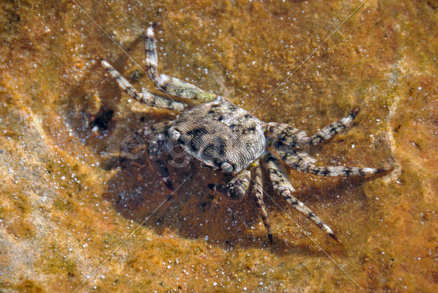 Крабы Кипра