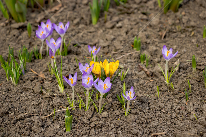 Цветочная композиция весной