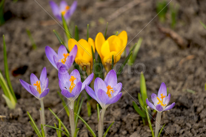 Весенние цветы