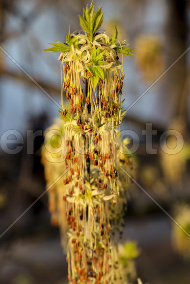 Цветущая ветвь на темном фоне