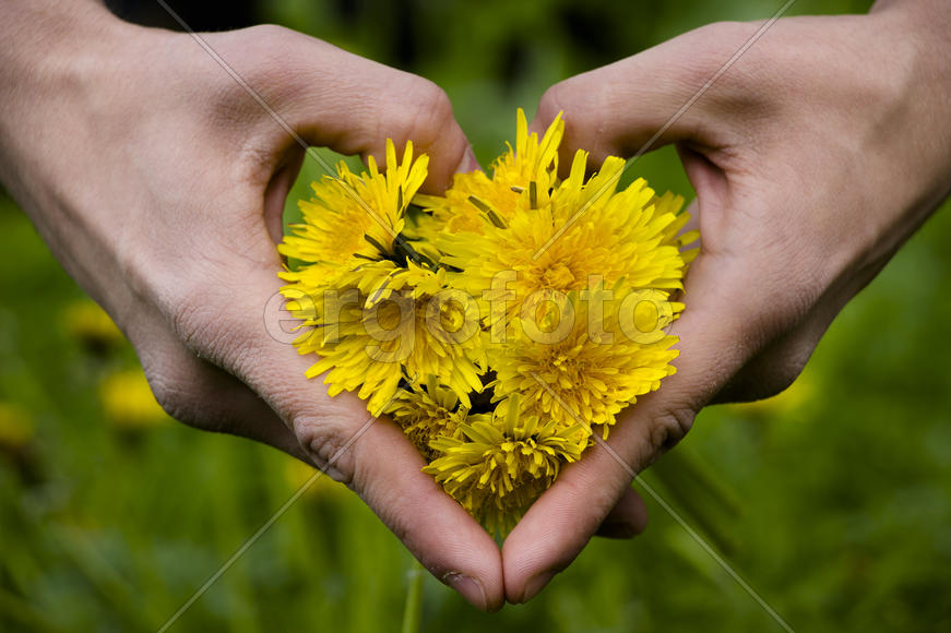 Букет одуванчиков в руках