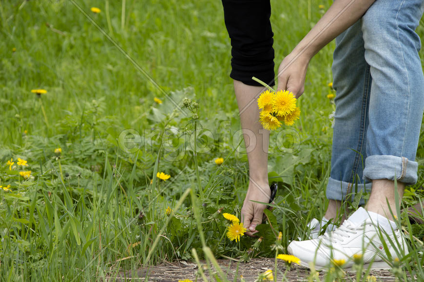 Сбор желтых одуванчиков