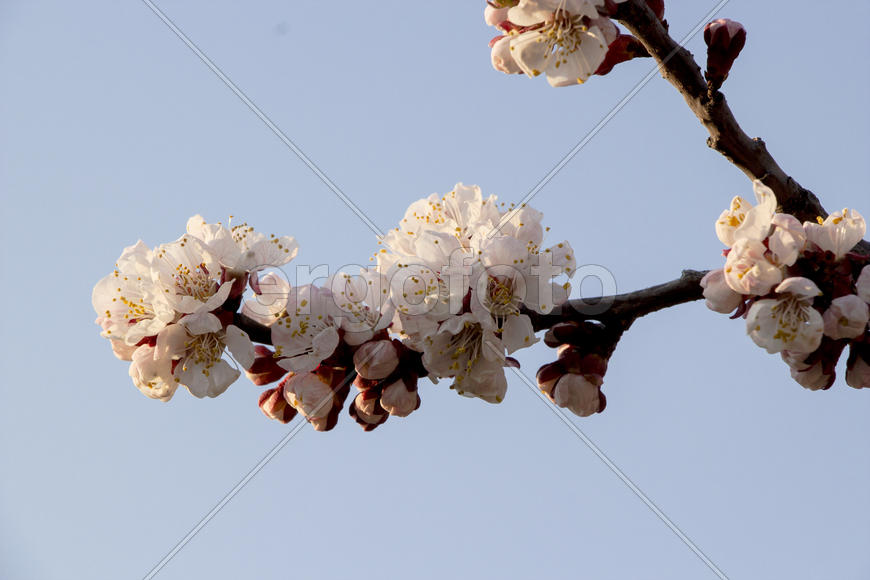 Цветущая ветвь на фоне синего неба