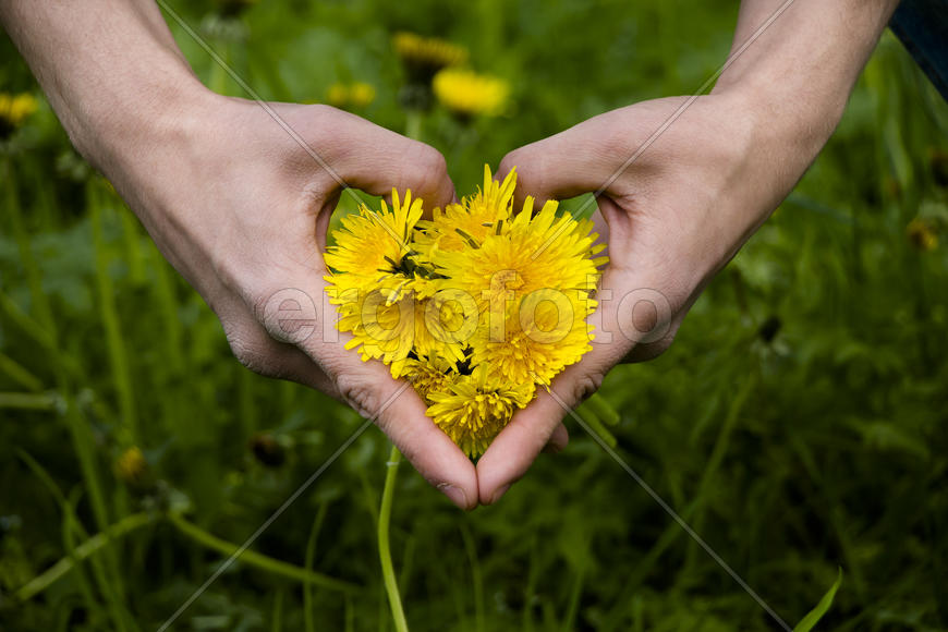 Сердце и одуванчики