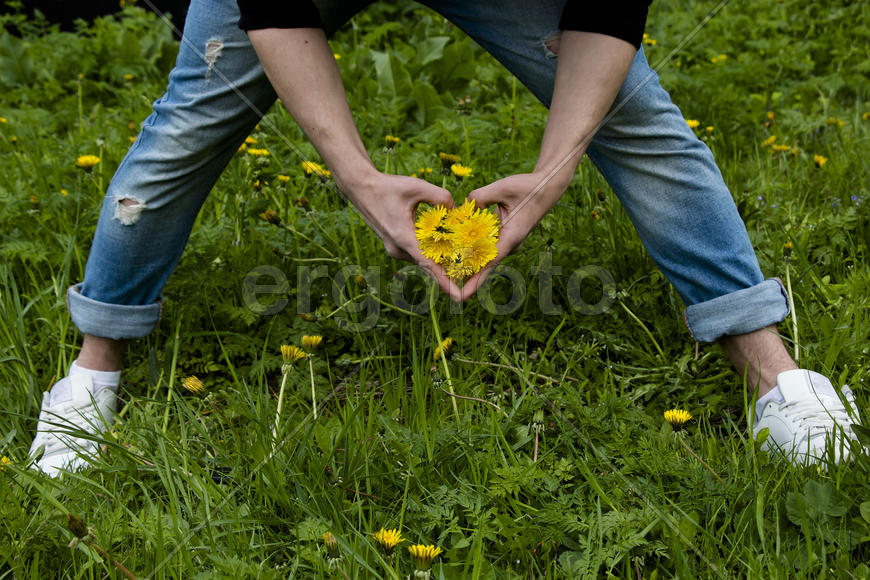Букет одуванчиков
