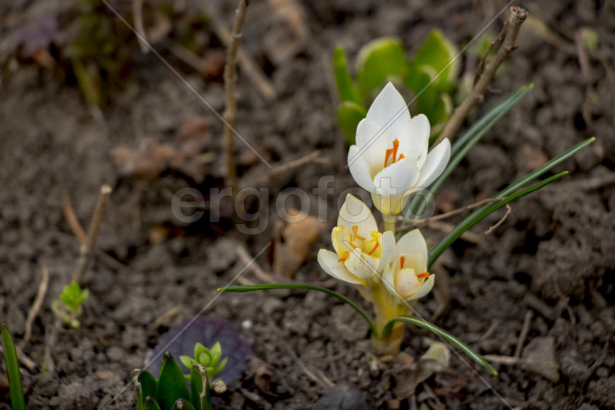 Цветочная композиция весной