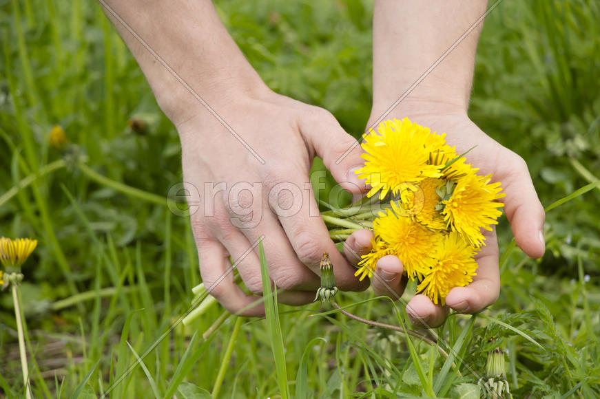 Одуванчики в руках
