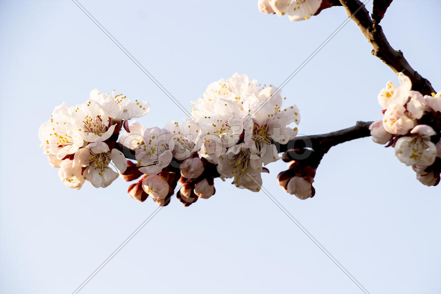 Цветущая ветвь на фоне синего неба