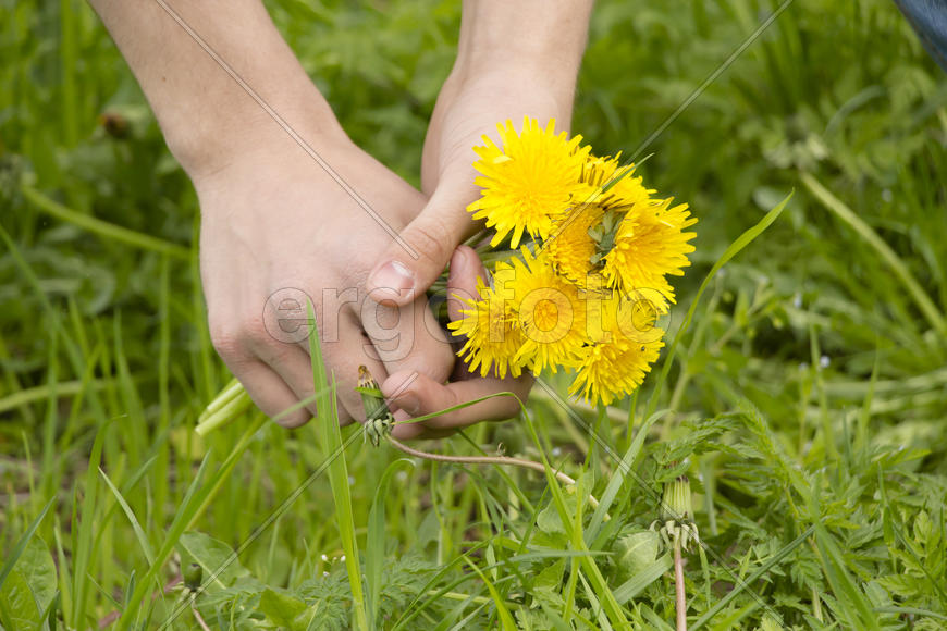 Желтые одуванчики в руках