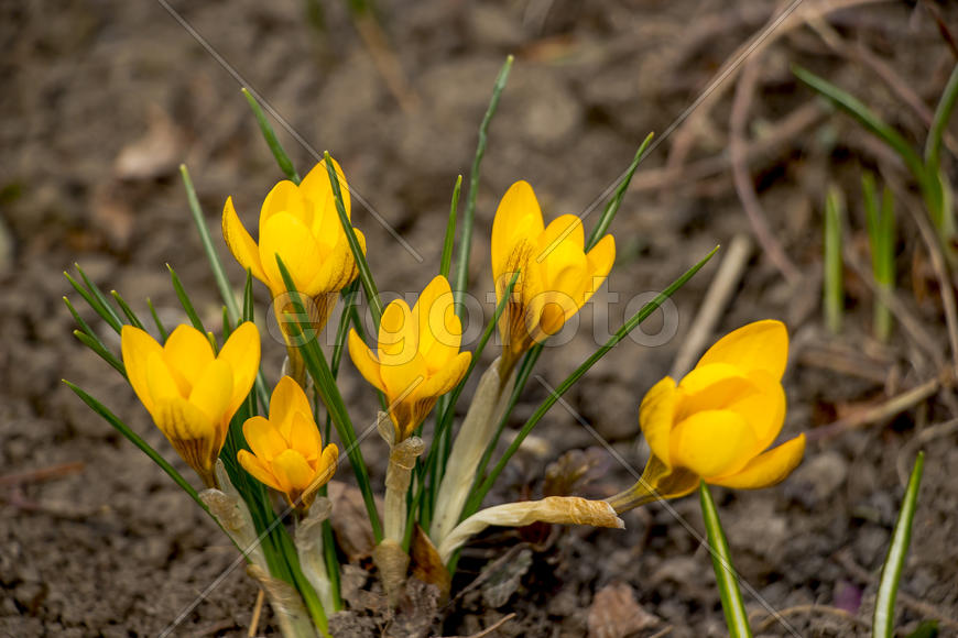 Цветочная композиция весной