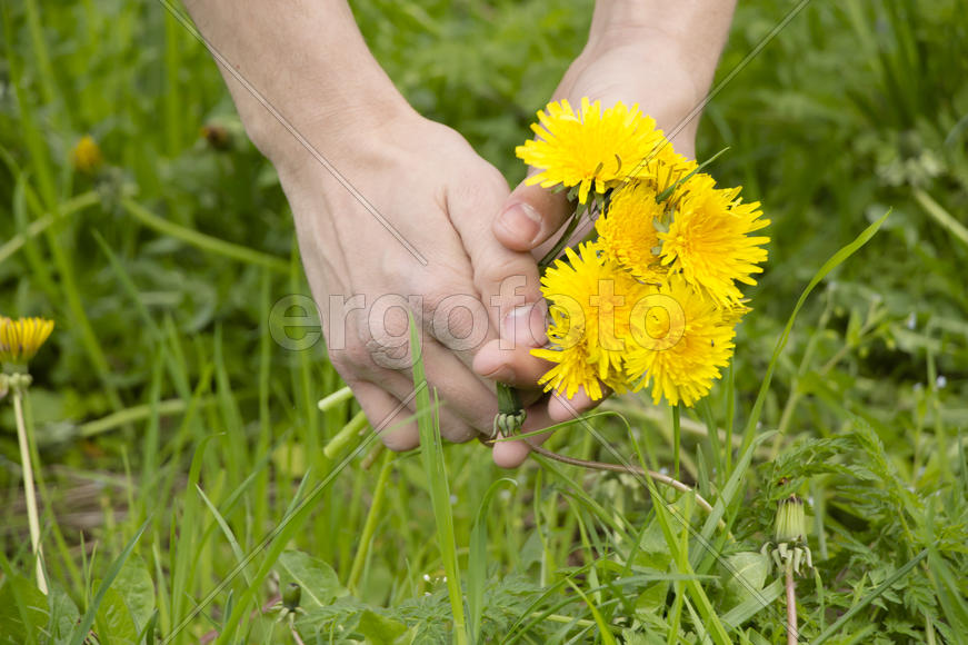 Букет одуванчиков