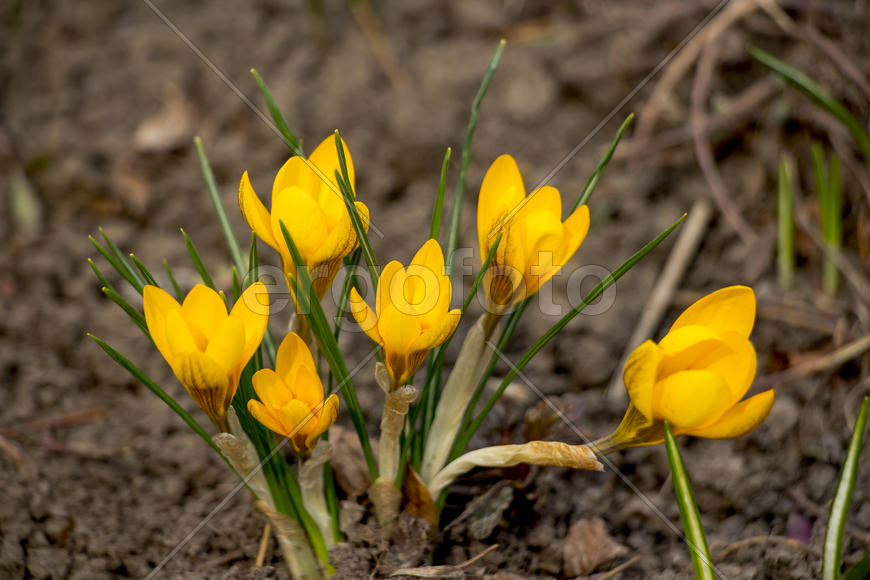 Цветочная композиция весной