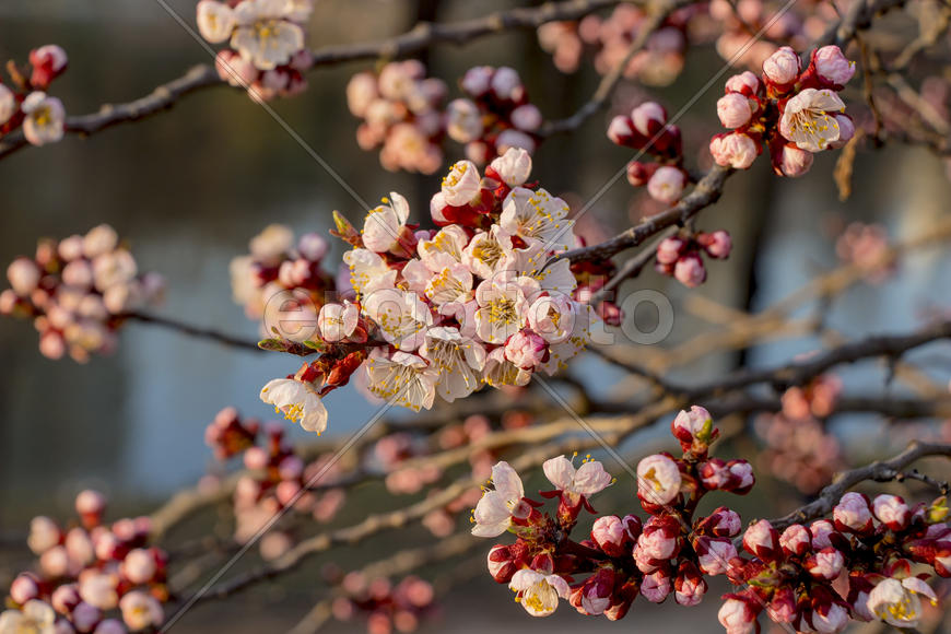 Цветущая ветвь на темном фоне