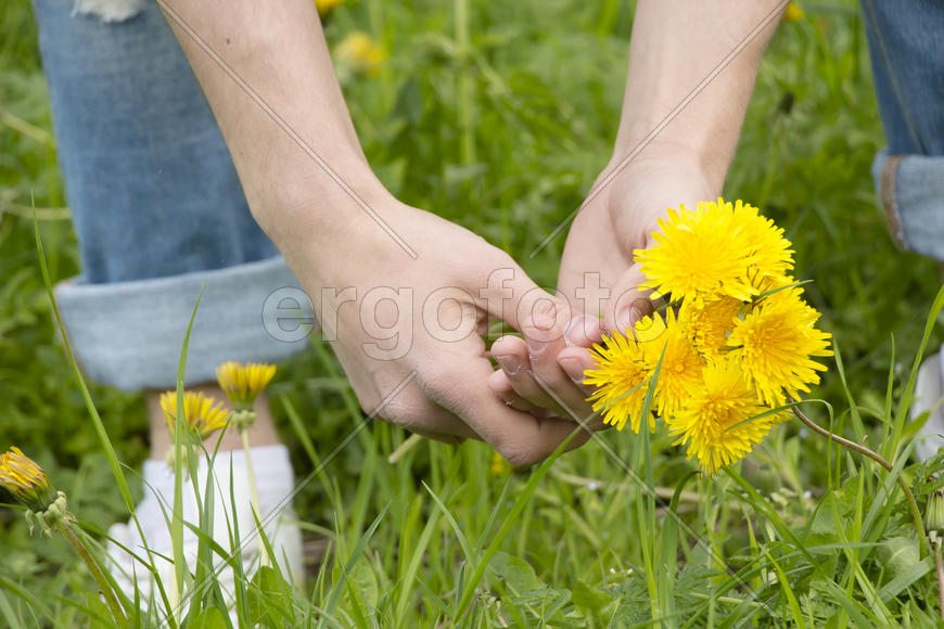 Букет одуванчиков