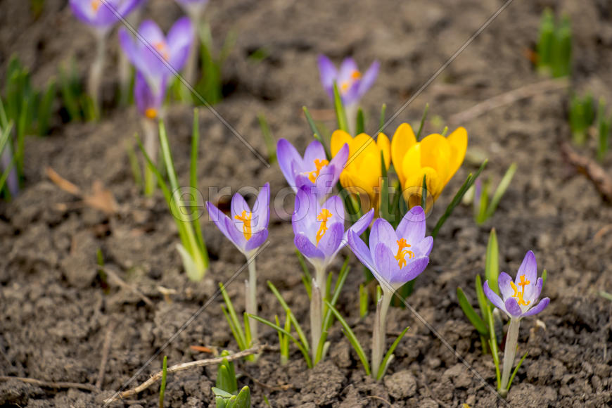 Цветочная композиция весной