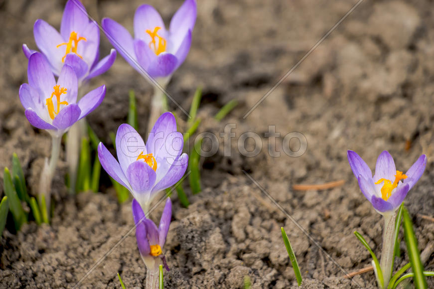 Сиреневые цветы